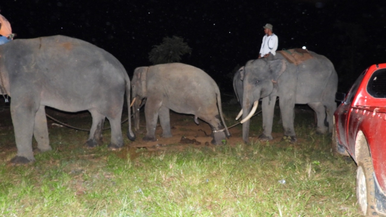 Ambil Foto, Warga di Indragiri Hilir Luka-Luka Diserang Gajah Liar dari Jambi