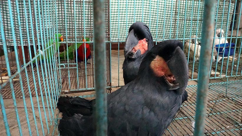 Penyelundupan Kakaktua Raja Asli Papua - Bagian 1