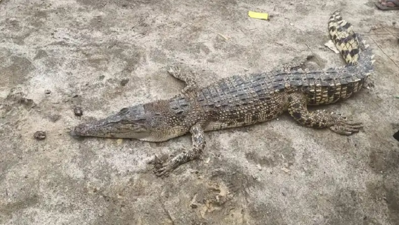 Buaya Muara Sepanjang 2 Meter Ditemukan di Jaring Nelayan Asahan