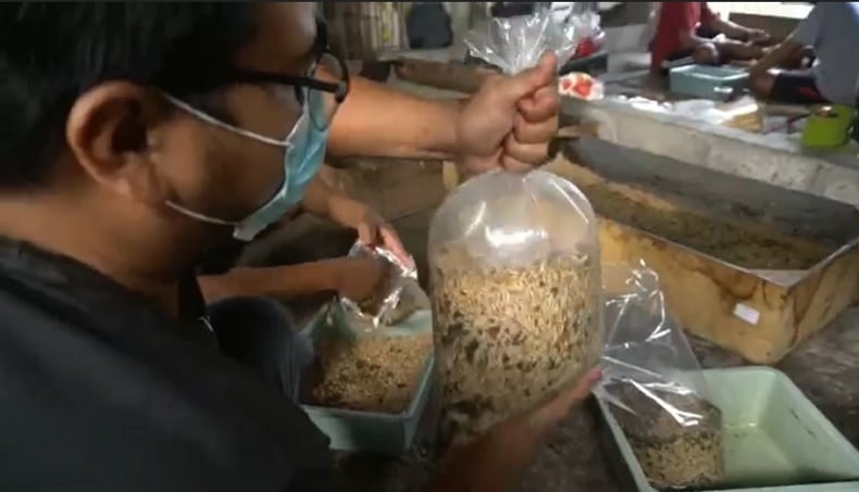 title Pelaku Pariwisata Bali Banting Setir Budi Daya Maggot, Untung Jutaan Rupiah per Bulan Pelaku Pariwisata Bali Banting Setir Budi Daya Maggot, Untung Jutaan Rupiah per Bulan