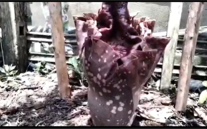  Bau Busuk Hebohkan Warga OKI, Ternyata Bunga Bangkai Tumbuh di Pekarangan 