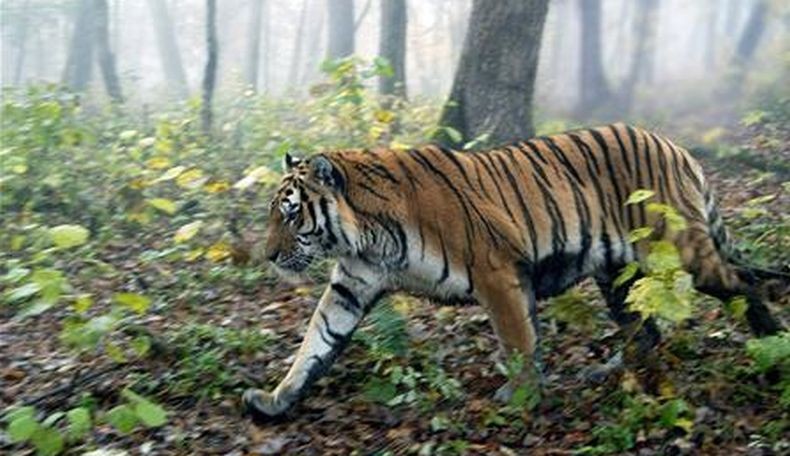Tragis, Pemuda Asal Merangin Tewas Diterkam Harimau saat Cari Sinyal di Bukit