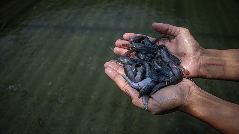 Budi Daya Ikan Lele Sistem Bioflok Hasil Swadaya Jemaah Masjid di Tangerang - Bagian 2
