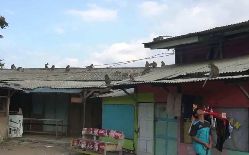 Objek Wisata Tutup, Ratusan Monyet Curug Cimahi Kelaparan Serbu Rumah Warga