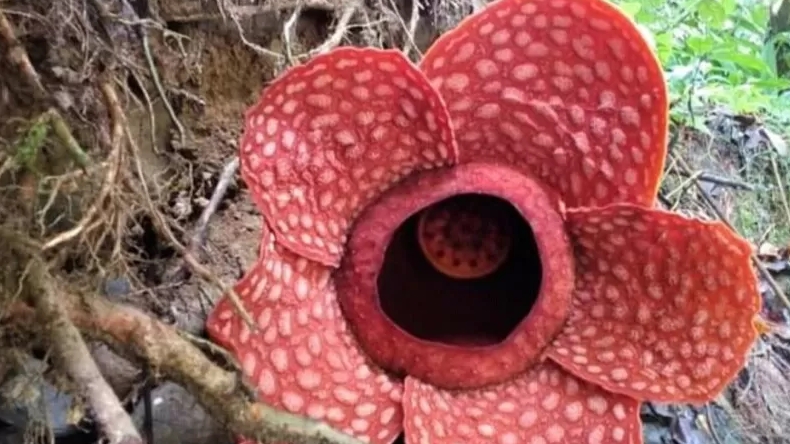 Bunga Rafflesia Mekar di Taman Nasional Kerinci Seblat
