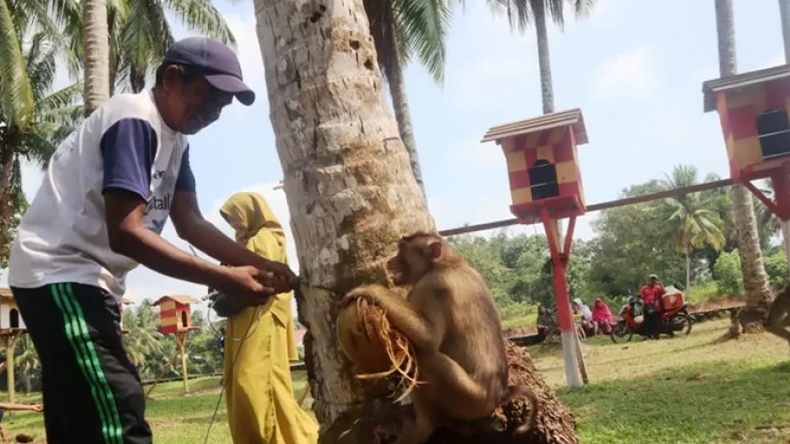 Ada Sekolah Tinggi Ilmu Beruk di Sumbar, Ajarkan Kera Ilmu Petik Kelapa