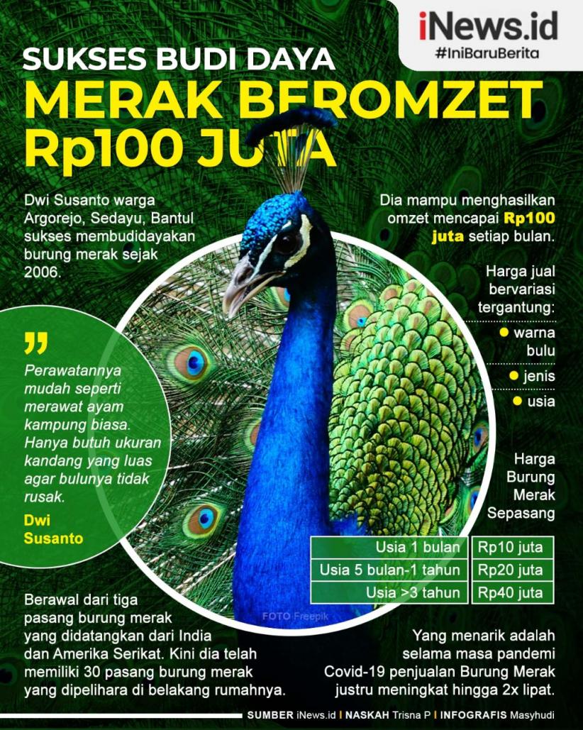 Infografis Sukses Budi Daya Merak Beromzet Rp100 Juta