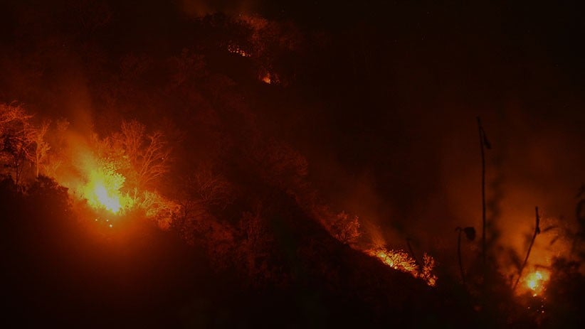 Puluhan Hektare Hutan Lindung di Situbondo Terbakar Gegara Ulah Pencari Burung - Bagian 3