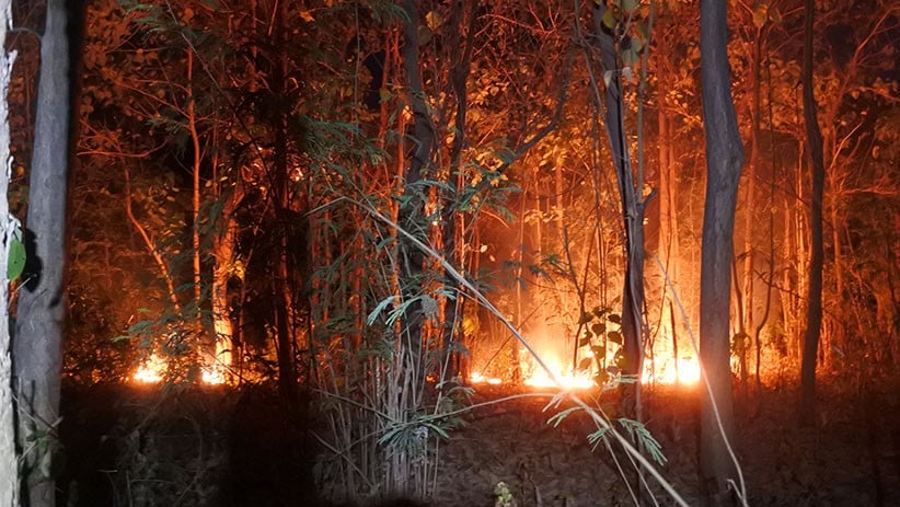 Puluhan Hektare Hutan Lindung di Situbondo Terbakar Gegara Ulah Pencari Burung - Bagian 2