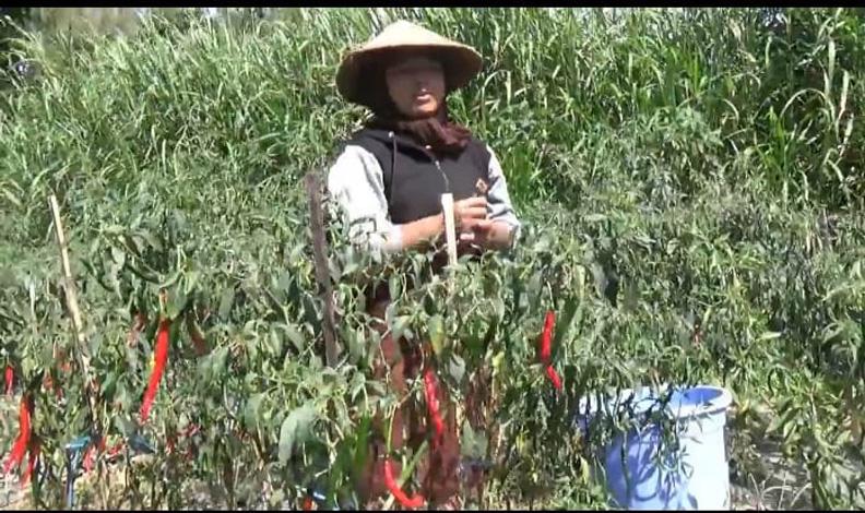 Harga Cabai Anjlok, Petani di Lereng Merapi Boyolali Merugi Jutaan Rupiah