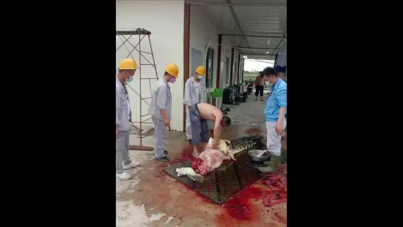 title Waduh, WNA China di Konawe Sembelih Buaya Waduh, WNA China di Konawe Sembelih Buaya