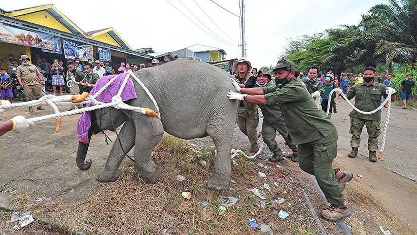 BKSDA Evakuasi Anak Gajah Korban Jerat Pemburu di Jambi - Bagian 1