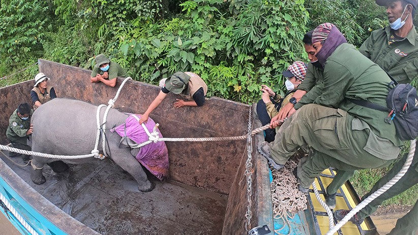 BKSDA Evakuasi Anak Gajah Korban Jerat Pemburu di Jambi - Bagian 4