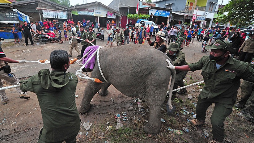 BKSDA Evakuasi Anak Gajah Korban Jerat Pemburu di Jambi - Bagian 2
