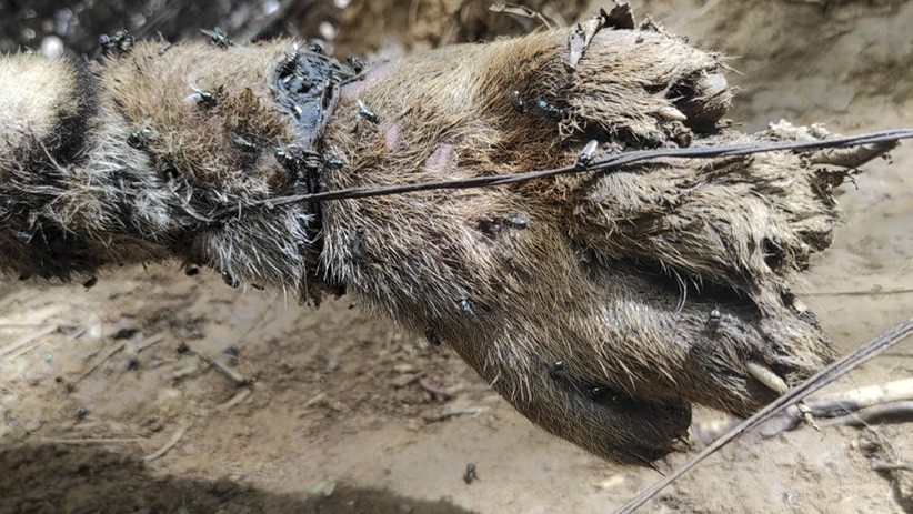 Tragis, 3 Harimau Sumatera Mati Terkena Jeratan Babi di Hutan Aceh - Bagian 2