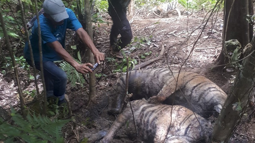 Tragis, 3 Harimau Sumatera Mati Terkena Jeratan Babi di Hutan Aceh - Bagian 3