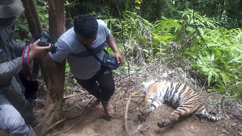 Tragis, 3 Harimau Sumatera Mati Terkena Jeratan Babi di Hutan Aceh - Bagian 1