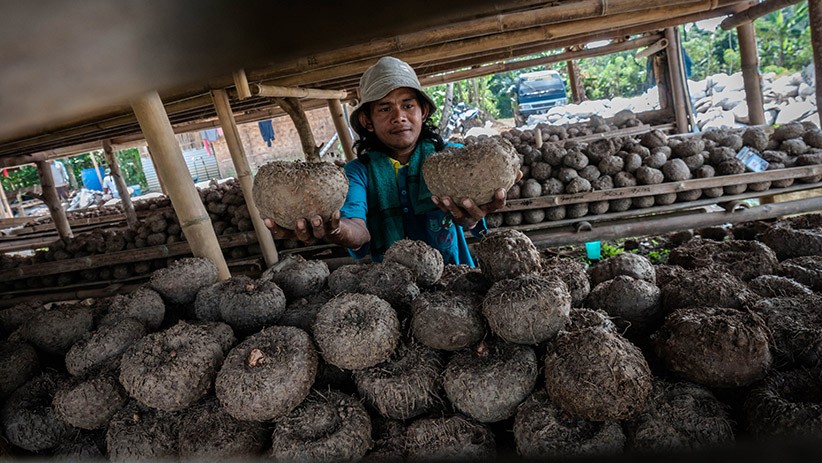 Nilai Ekspor Porang Capai Rp923,6 Miliar - Bagian 1