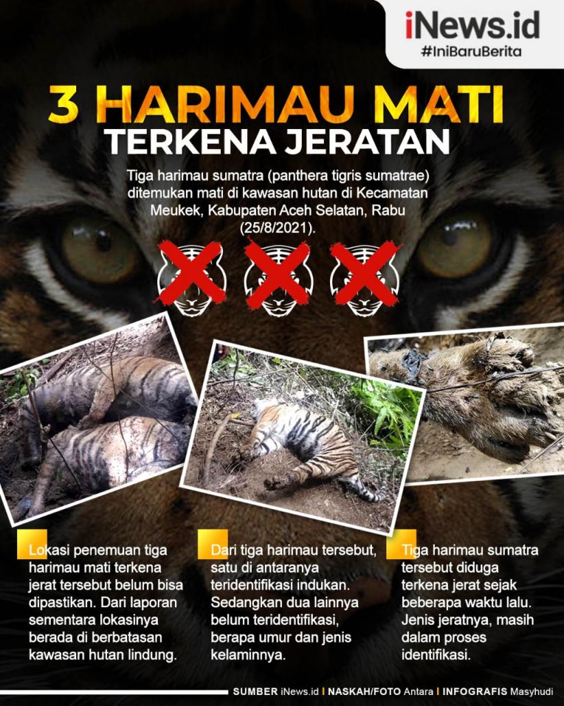 Infografis 3 Harimau Sumatra Mati Terkena Jeratan
