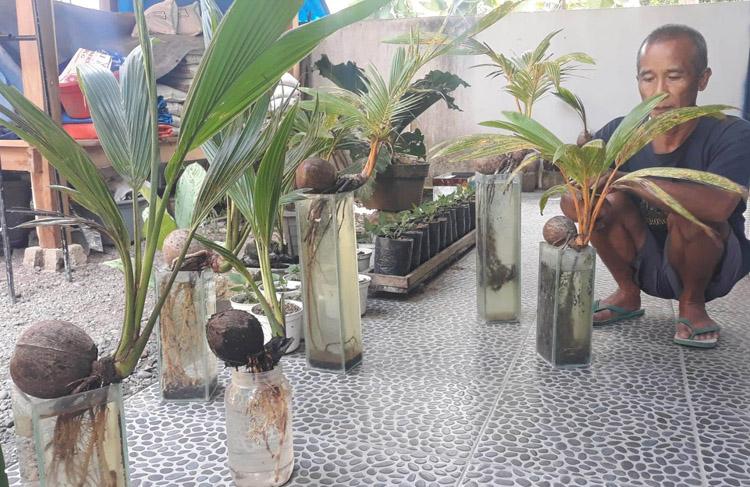 10 Tahun Tekuni Bonsai Kelapa, Anggota DPRD Kulonprogo Ini Koleksi 1.000 Pohon 