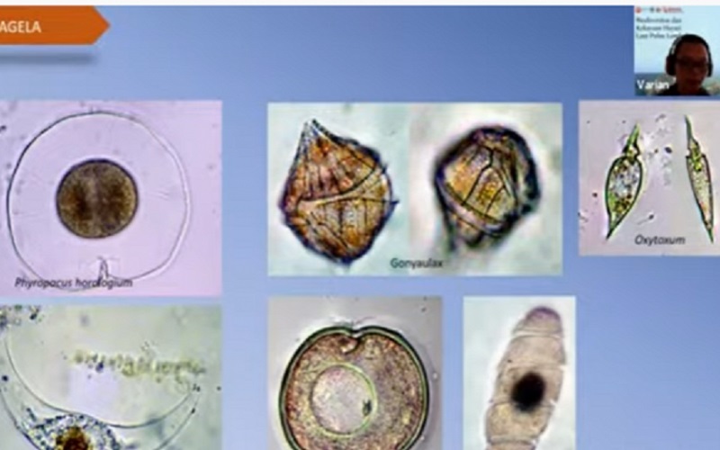 Peneliti Temukan Jenis Fitoplankton Berbahaya di Lombok Utara