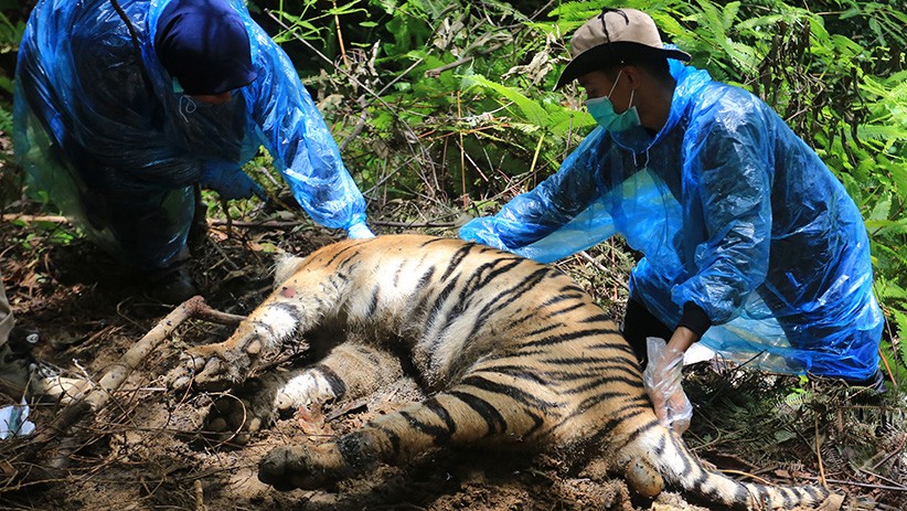 Polisi Olah TKP Kematian 3 Harimau Sumatera - Bagian 2