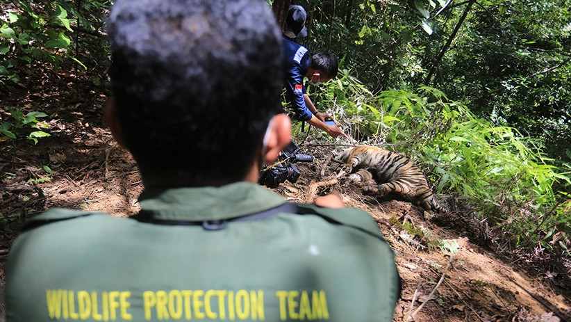 Polisi Olah TKP Kematian 3 Harimau Sumatera - Bagian 3