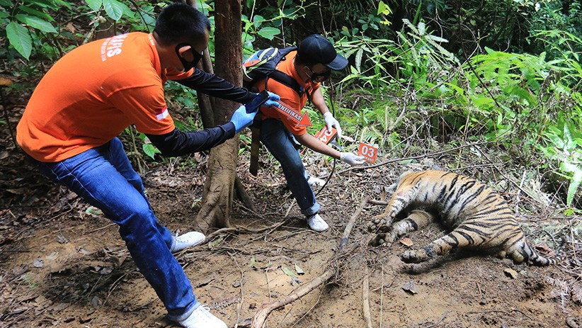 Polisi Olah TKP Kematian 3 Harimau Sumatera - Bagian 1