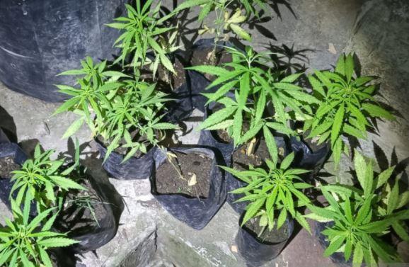 title Ditutup Tanaman Ubi, Ladang Ganja di Lombok Barat Dibongkar Polisi Ditutup Tanaman Ubi, Ladang Ganja di Lombok Barat Dibongkar Polisi
