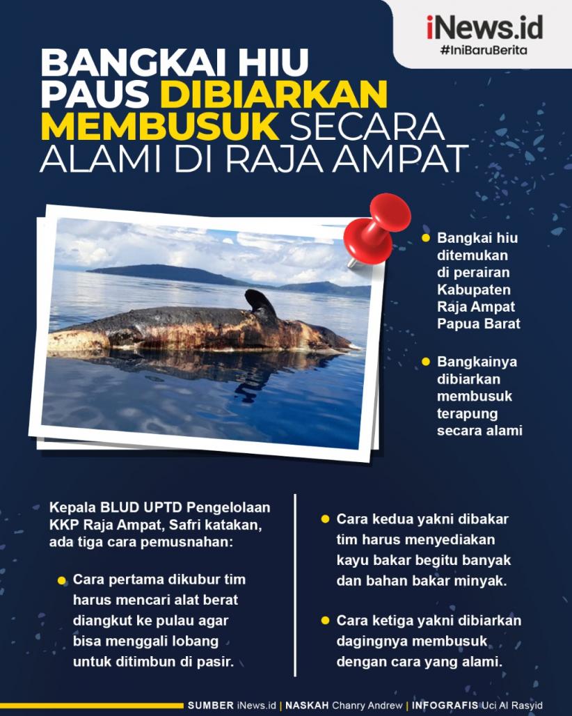 Infografis Bangkai Hiu Paus Dibiarkan Membusuk secara Alami di Raja Ampat