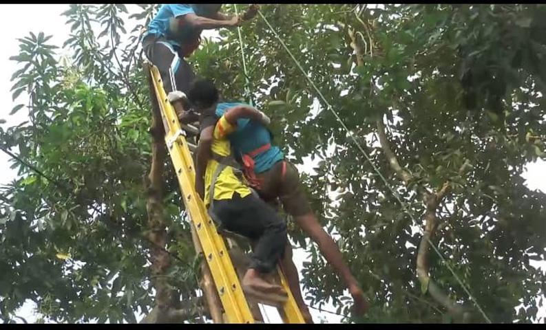 title Tersengat Listrik saat Potong Dahan, Warga Jepara Pingsan di Atas Pohon Mangga Tersengat Listrik saat Potong Dahan, Warga Jepara Pingsan di Atas Pohon Mangga