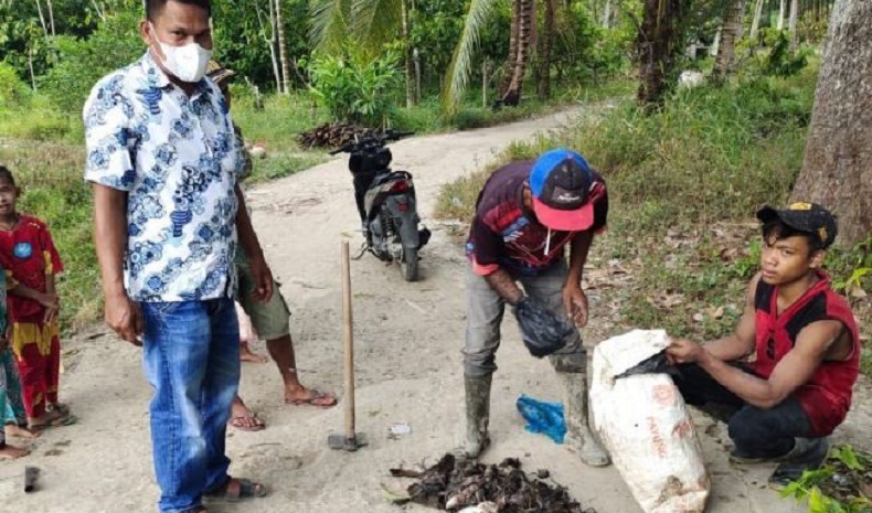 Serangan Hama Tikus, Petani di Tapanuli Selatan Terancam Gagal Panen