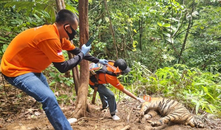 Polisi Buka Peluang Tetapkan Tersangka Kematian 3 Harimau Sumatra di Aceh Selatan 