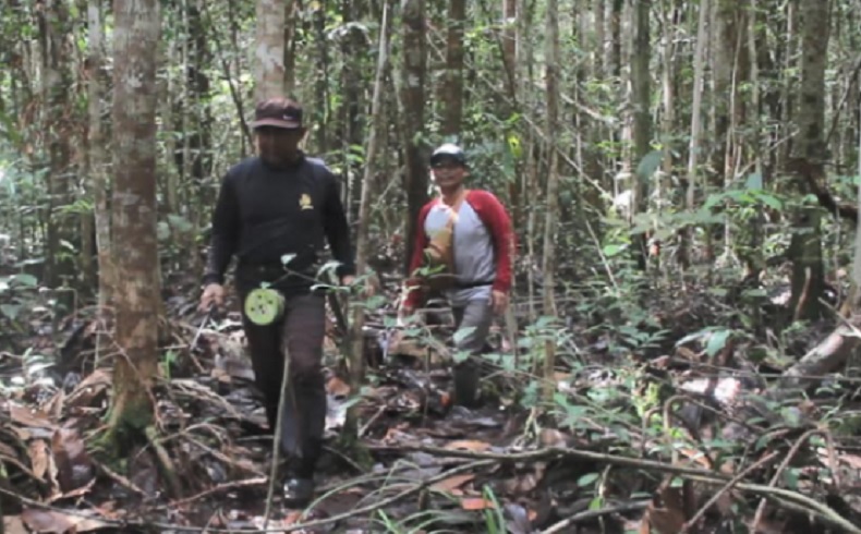 Kakek di Kapuas Hulu Tersesat dalam Hutan Perbatasan RI-Malaysia usai Pamit Cari Kayu