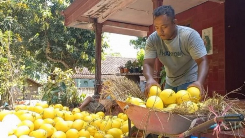 Budi Daya Melon Emas, Mantan TKI di Madiun Ini Raup Omzet Puluhan Juta Rupiah