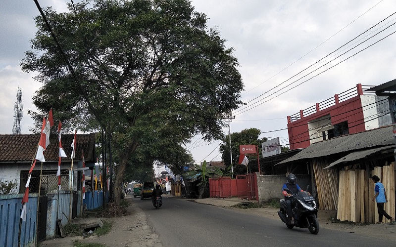 Ratusan Pohon Rindang di Selatan KBB Jadi Korban Revitalisasi Jalan