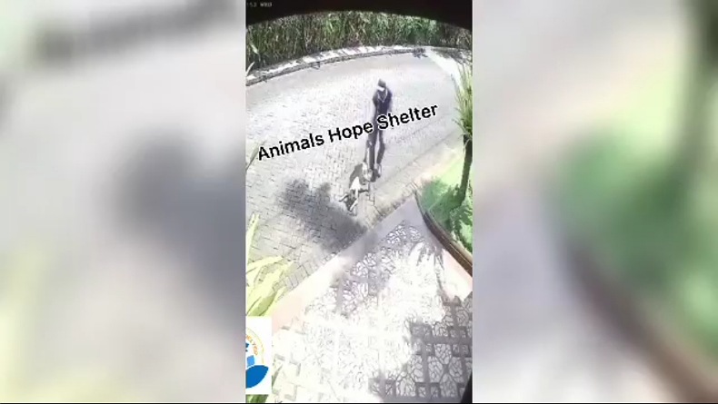  Viral Video Anjing Ditembak Mati dalam Perumahan Mewah di Malang, Polisi Turun Tangan