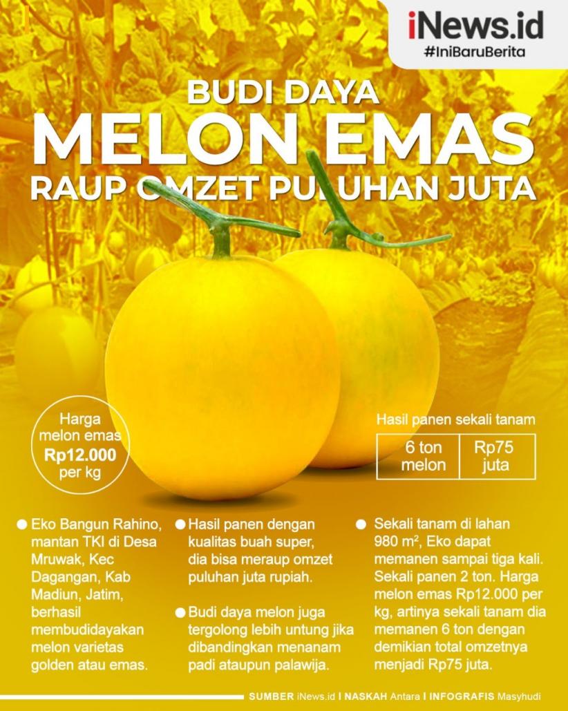 Infografis Budi Daya Melon Emas Hasilkan Omzet Jutaan Rupiah