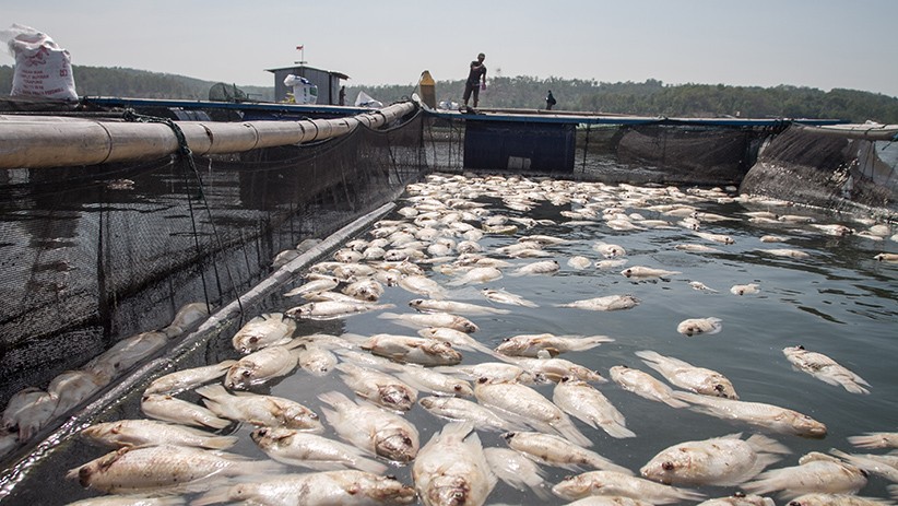 Ribuan Ikan Mati Mendadak di Waduk Kedung Ombo - Bagian 2