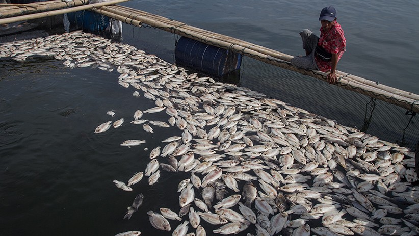Ribuan Ikan Mati Mendadak di Waduk Kedung Ombo - Bagian 3