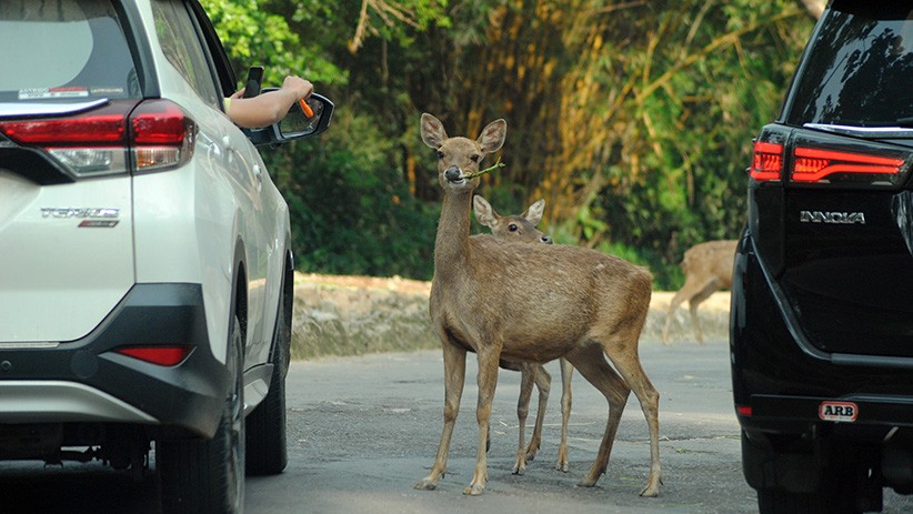 Taman Safari Indonesia Kembali Dibuka untuk Wisatawan - Bagian 1
