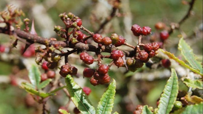 title Sumut Kembali Ekspor Andaliman ke Jerman, Naik Lebih dari 2 Kali Lipat Sumut Kembali Ekspor Andaliman ke Jerman, Naik Lebih dari 2 Kali Lipat