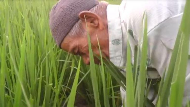Kisah Petani Tua, Puluhan Tahun Kesulitan Mengubah Status Sosial  