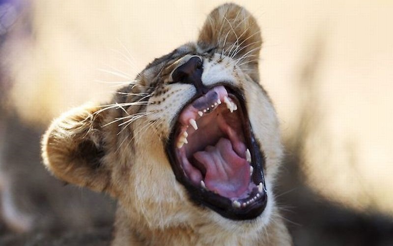  Sayang Anak, Perempuan Ini Selamatkan Putranya dari Mulut Singa dengan Tangan Kosong 
