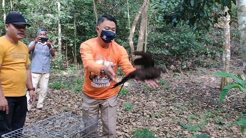 5 Ekor Burung Kuau Kerdil Sumatera Dilepasliarkan ke Hutan Barumun Padanglawas