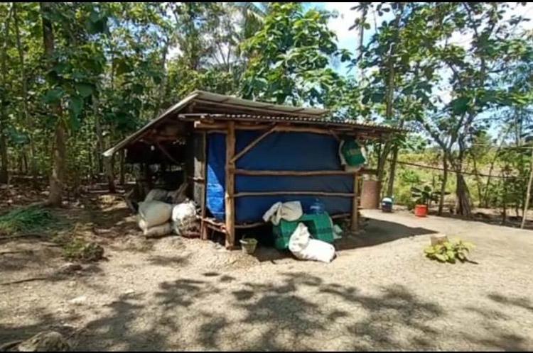 Terjerat Rentenir, Satu Keluarga di Gunungkidul Tinggal di Gubuk Bersama Sapi