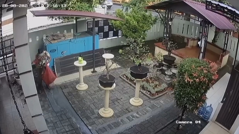 Terekam CCTV, Pencuri di Medan Masukkan Aglonema Senilai Rp60 Juta ke Plastik