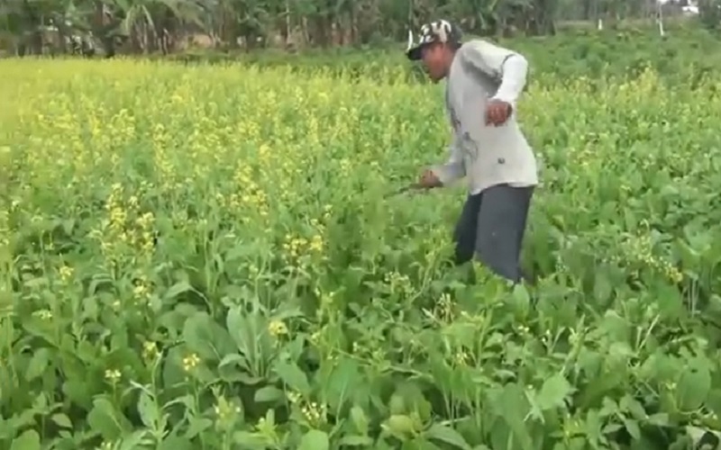 Rusak Tanaman karena Tak Laku Dijual, Petani Ini Teriak Pak Jokowi Minta Tolong