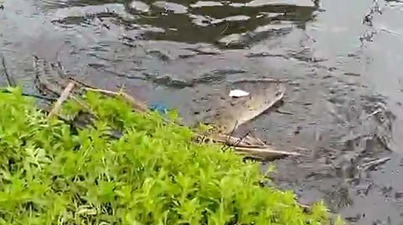 Cegah Konflik, BKSDA Pindahkan Buaya di Desa Efule Buru Selatan