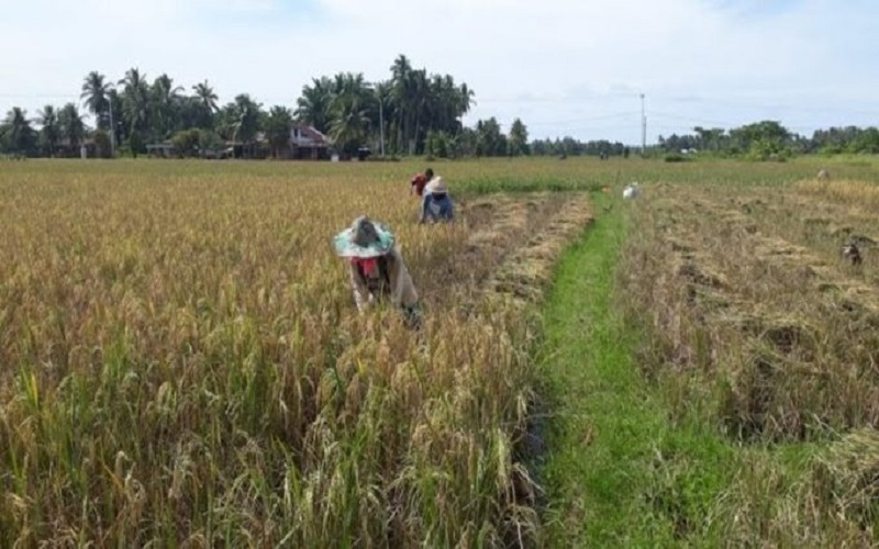 15 Hekatare Sawah di Agam Diserang Hama Tikus, Petani Gagal Panen